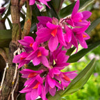 Dendrobium Hibiki (D. bracteosum x D. laevifolium)- exemplare dezvoltate