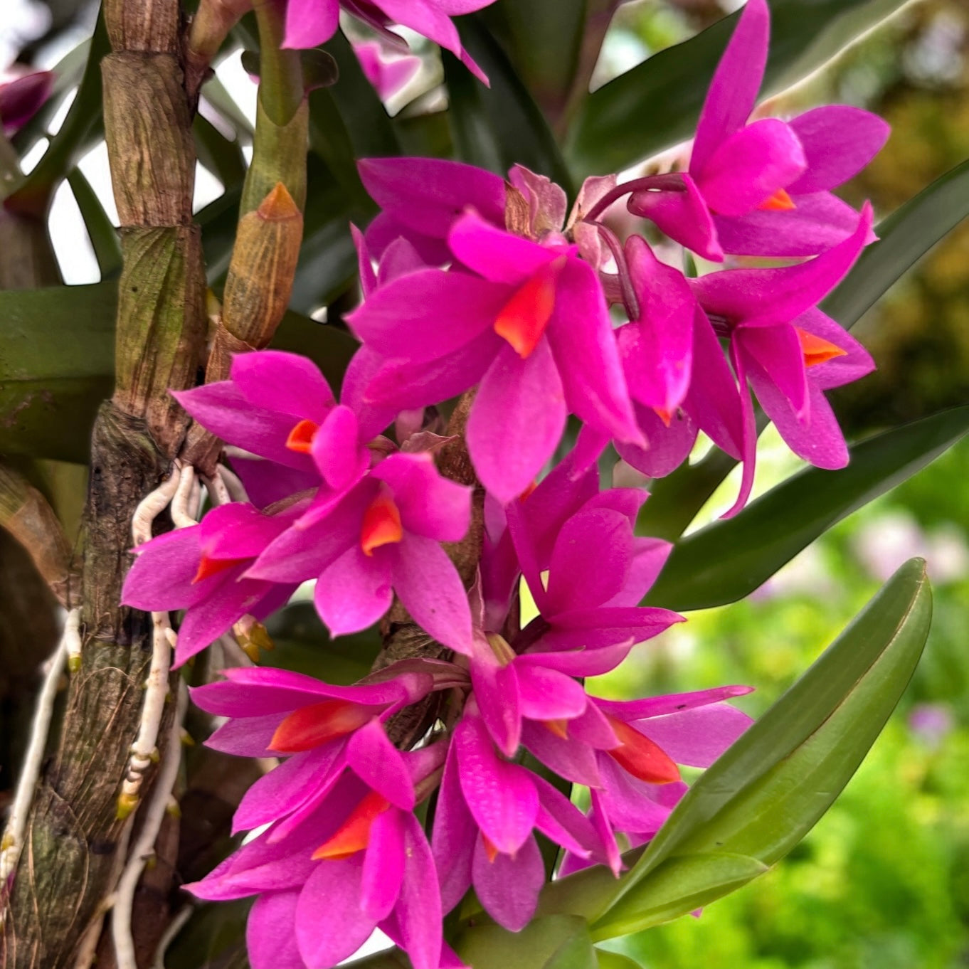 Dendrobium Hibiki (D. bracteosum x D. laevifolium) - developed specimens