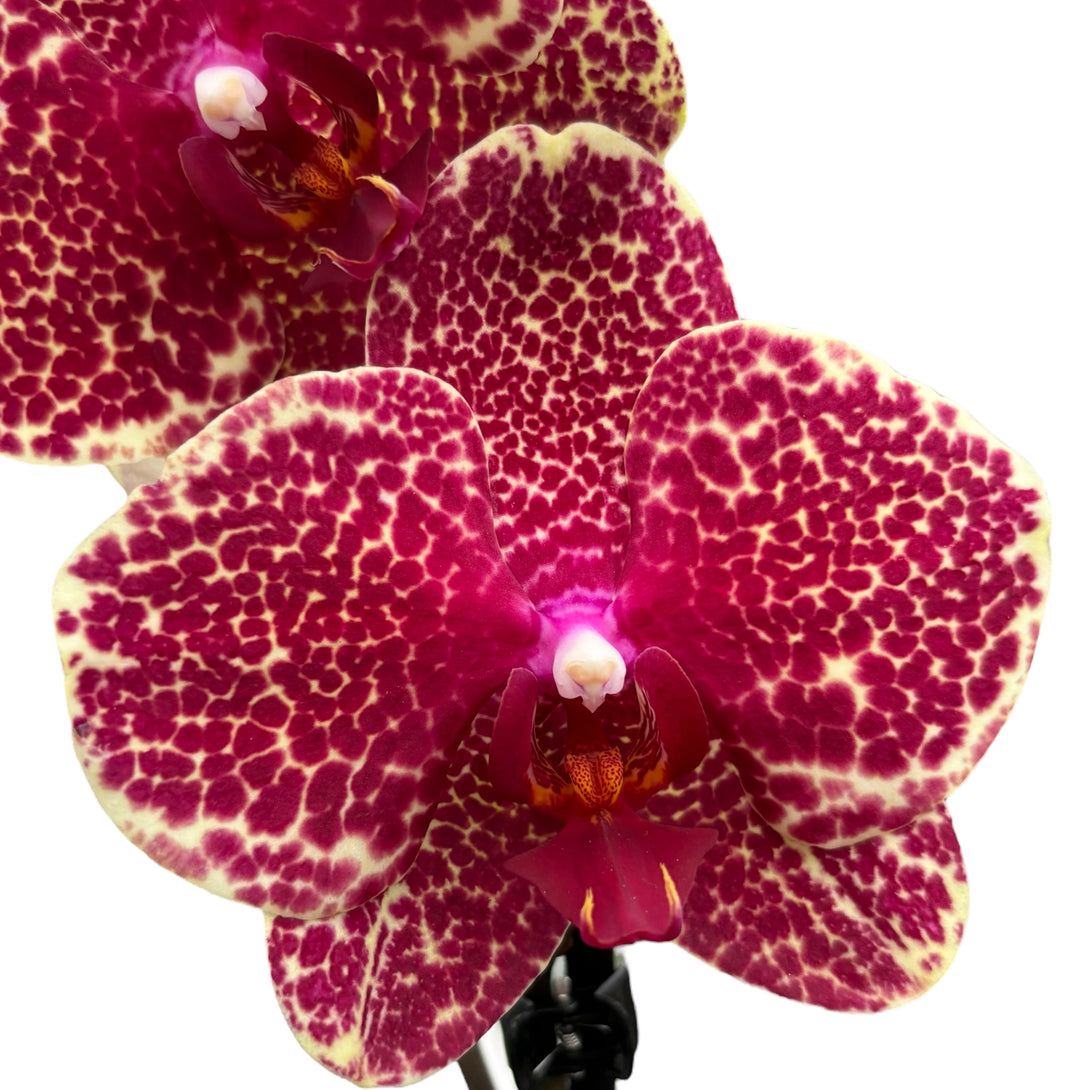 Phalaenopsis OX Red Sesame