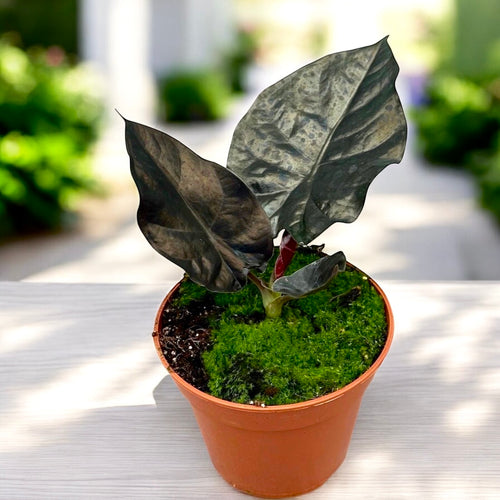 Alocasia 'Black Magic' – Secret Garden Plant Shop