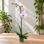 Phalaenopsis Rajoitettu #02