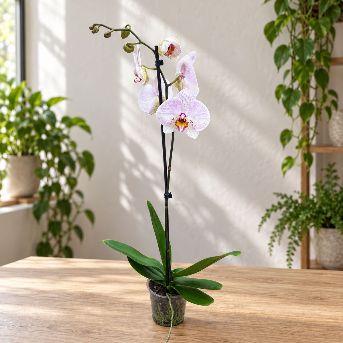 Phalaenopsis Rajoitettu #02
