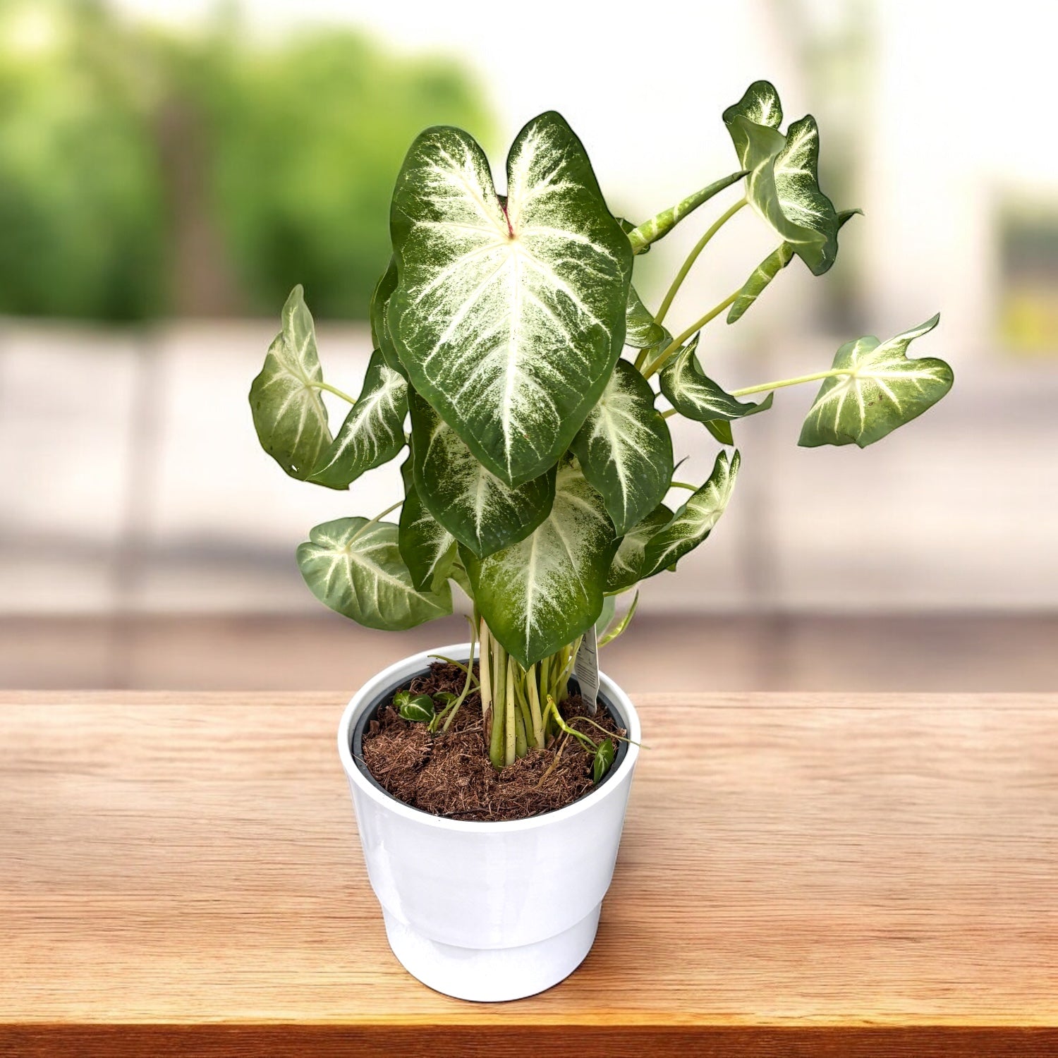 Caladium White King (Aaron)