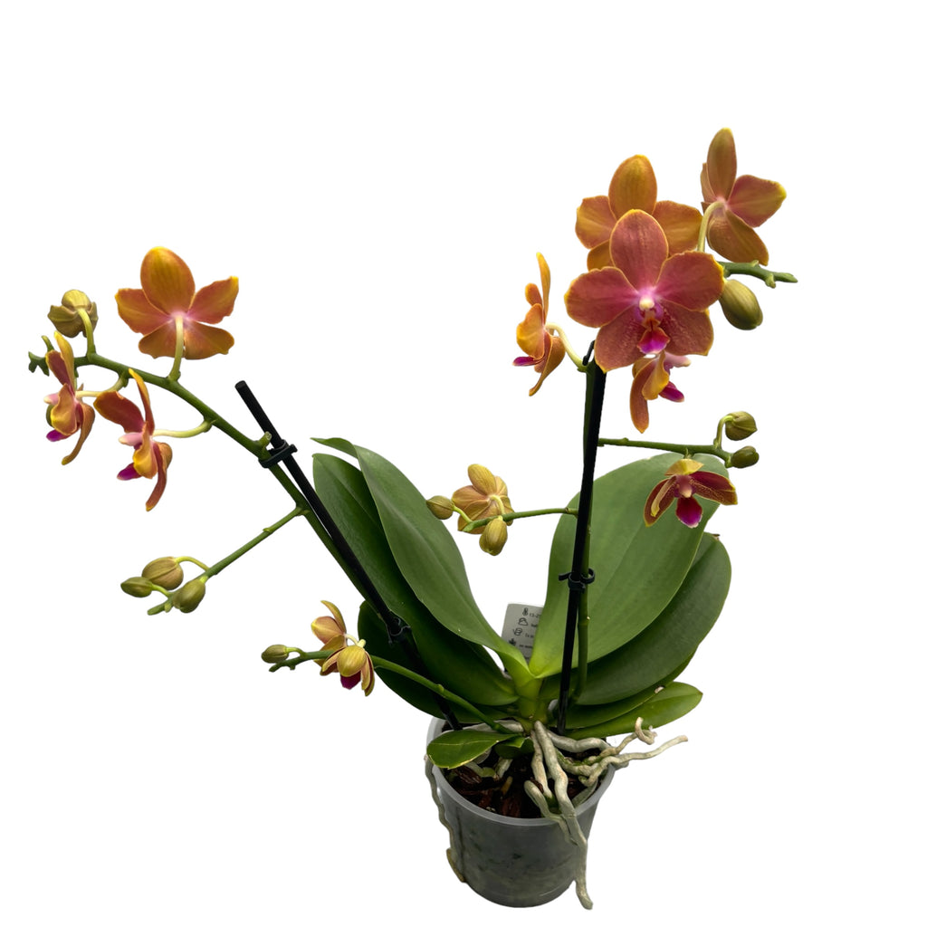 Phalaenopsis Limited #58 - mirisno cvijeće