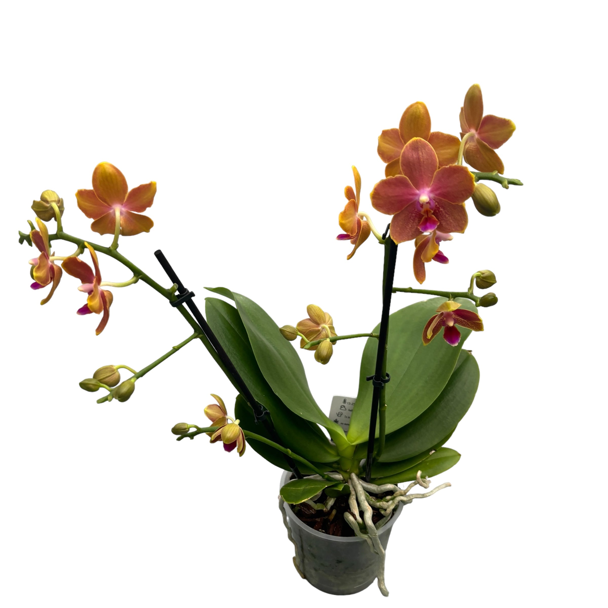 Phalaenopsis Limited #58 - flori parfumate