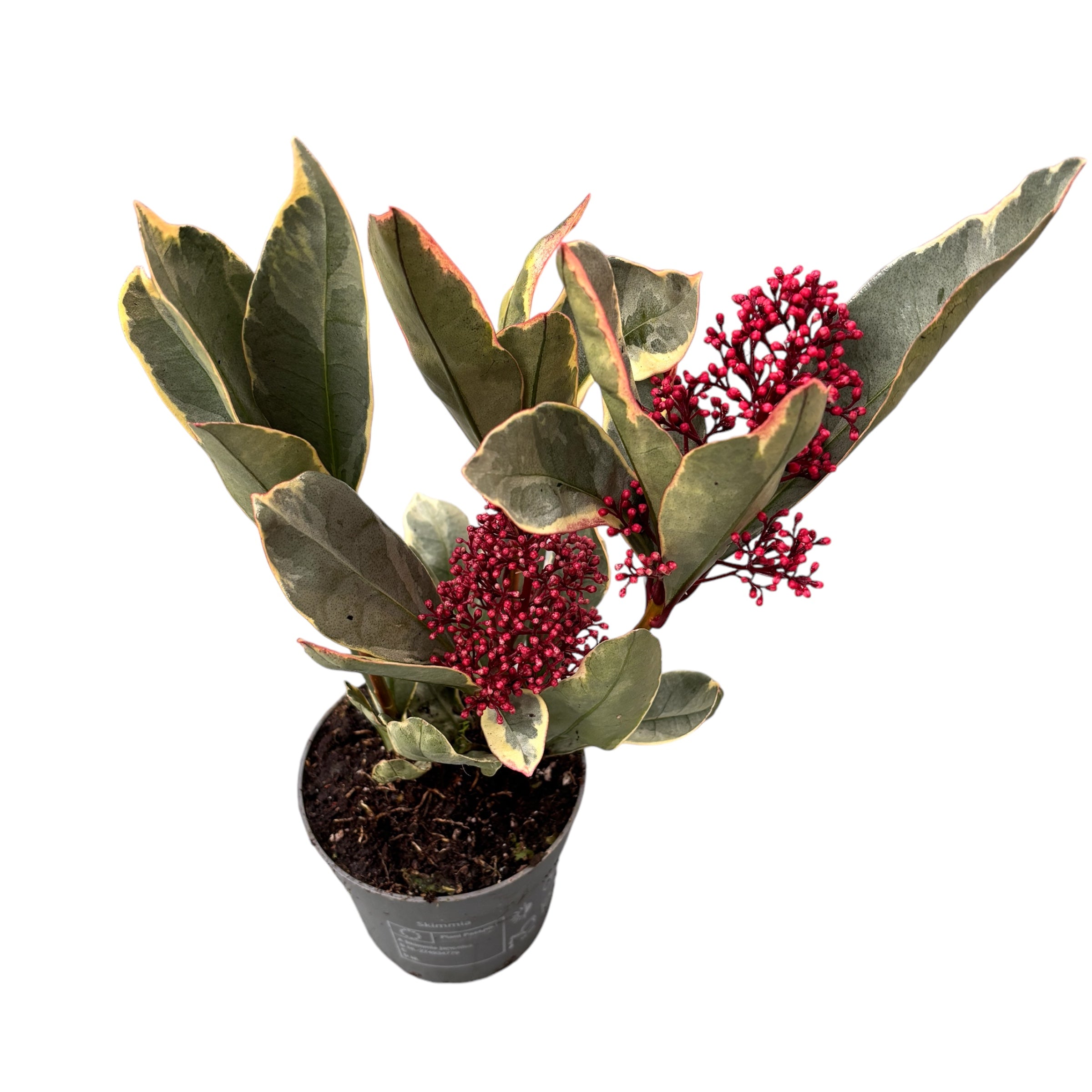 Skimmia japonica 'Perosa' frunze variegate (liliac japonez) 2pp