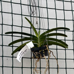 Van. Ladda Gold (V. garayi × Rhy. coelestis) tuoksuva