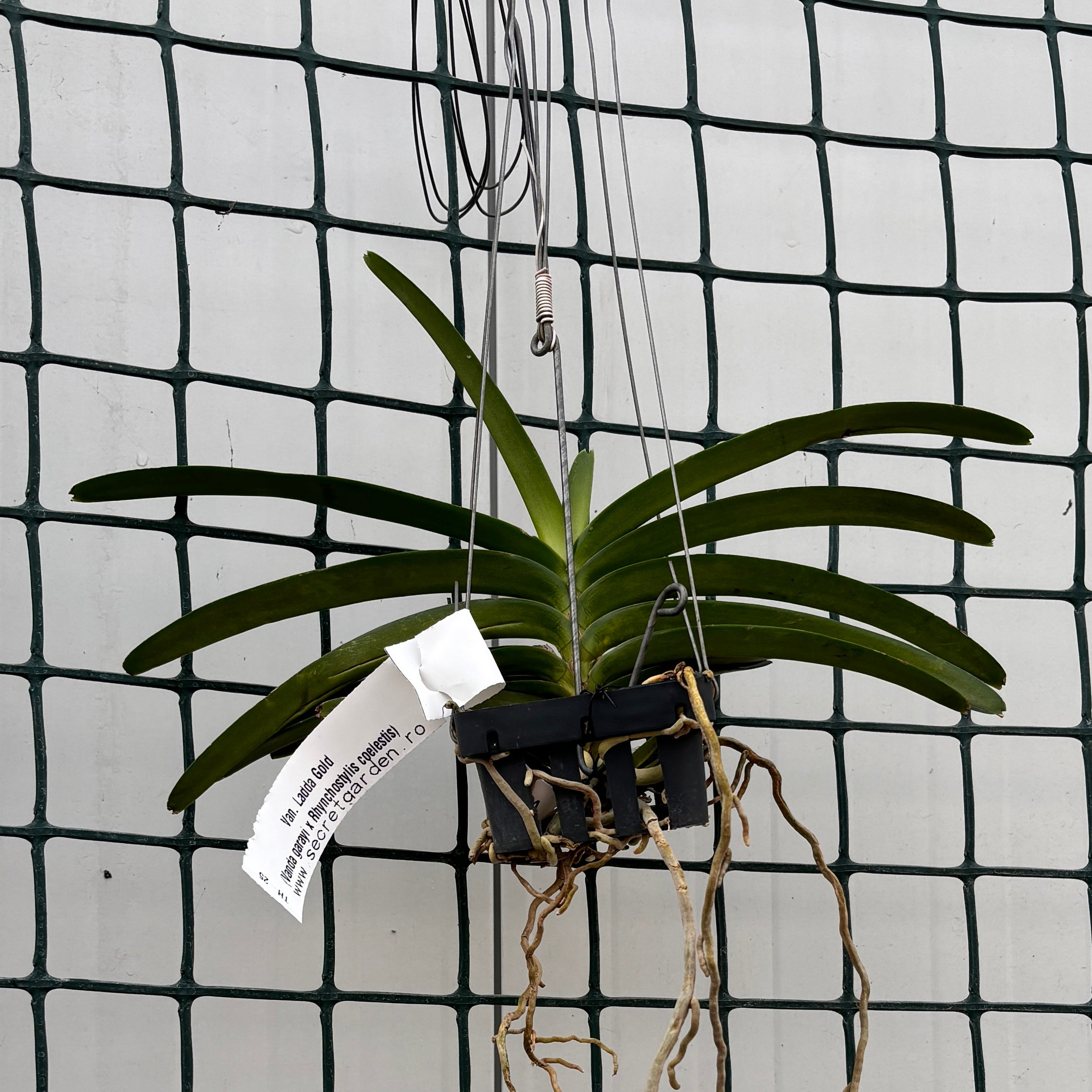 Van. Ladda Gold (V. garayi × Rhy. coelestis) profumato