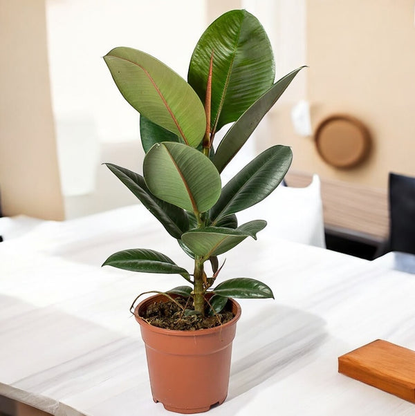 Ficus Elastica Robusta XL(Rubber Plant 'Robusta’)