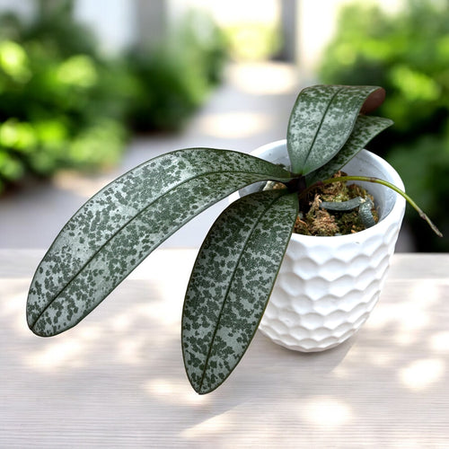 Phalaenopsis schilleriana - flori parfumate