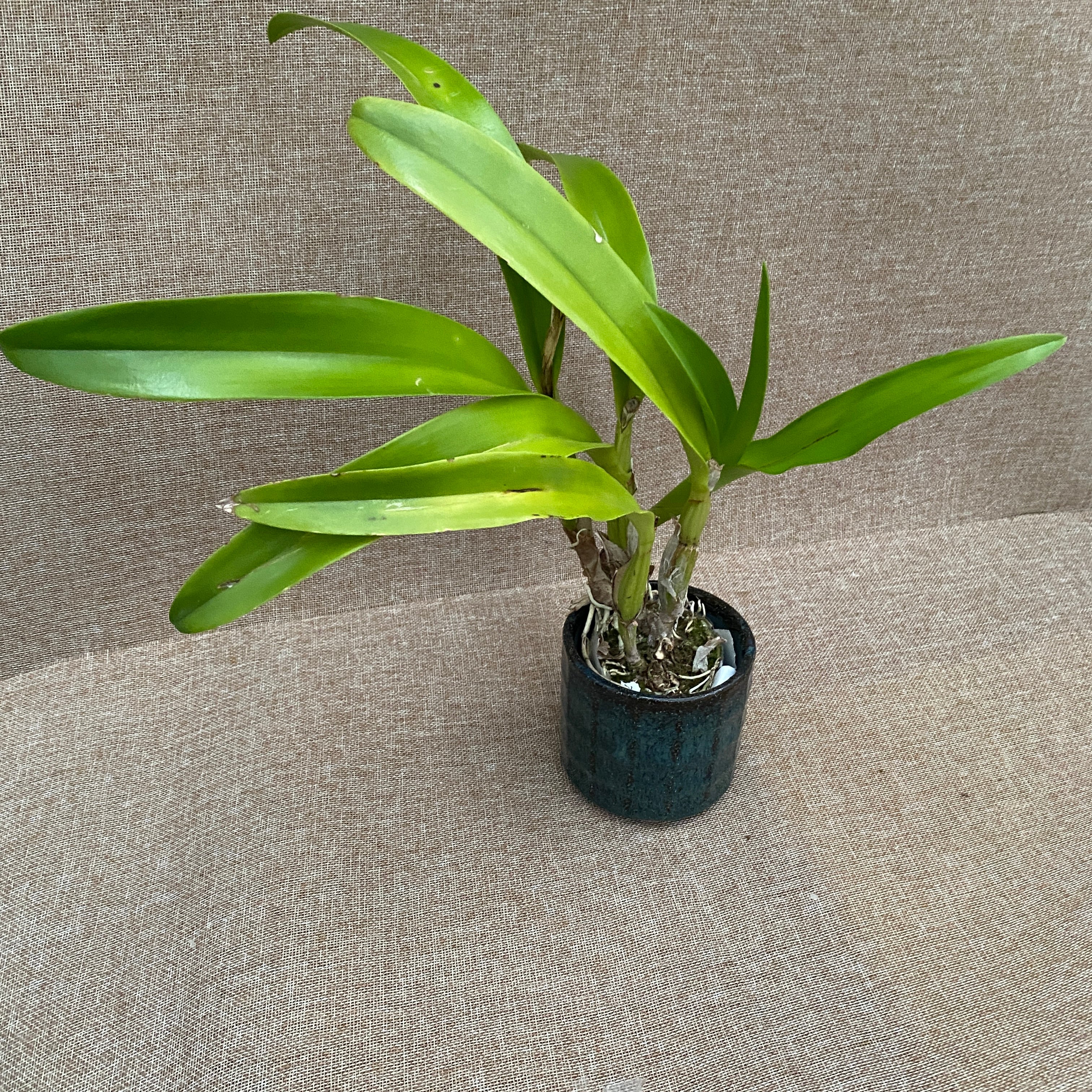 Lcr. Village Chief Parfum