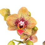 Phalaenopsis 'Elegant Charmer' (Karin Aloha) - eksoottisen viehättävä orkidea, jossa lämpimän sävyiset maalatut kukat