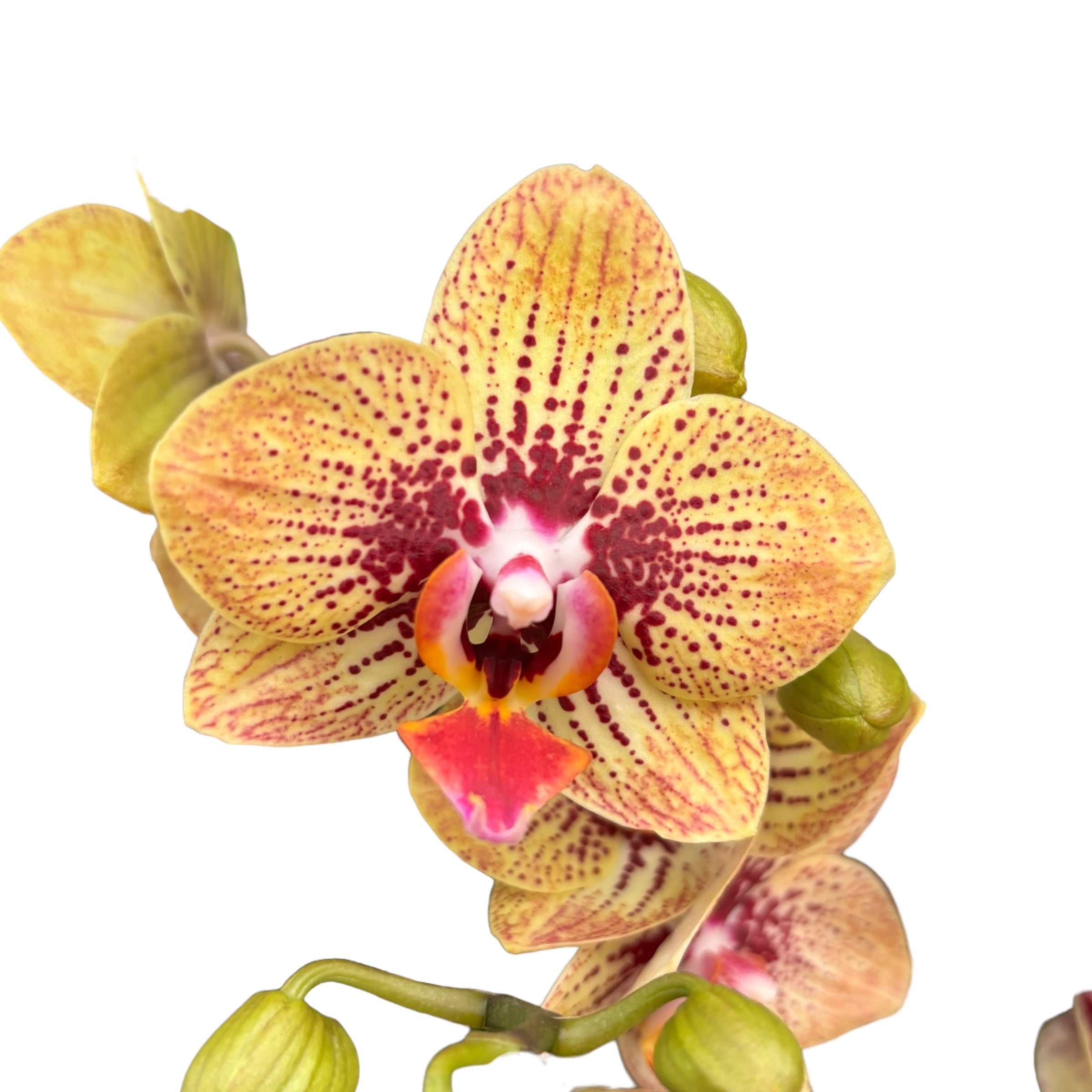 Phalaenopsis 'Elegant Charmer' (Karin Aloha) -  orhidee cu farmec exotic si flori pictate in nuante calde