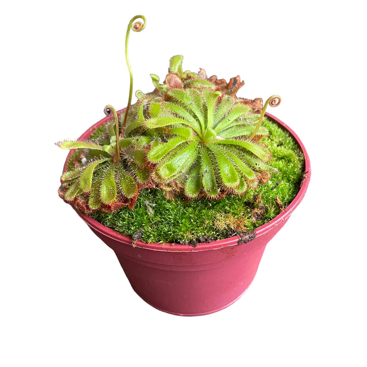 Drosera Aliciae