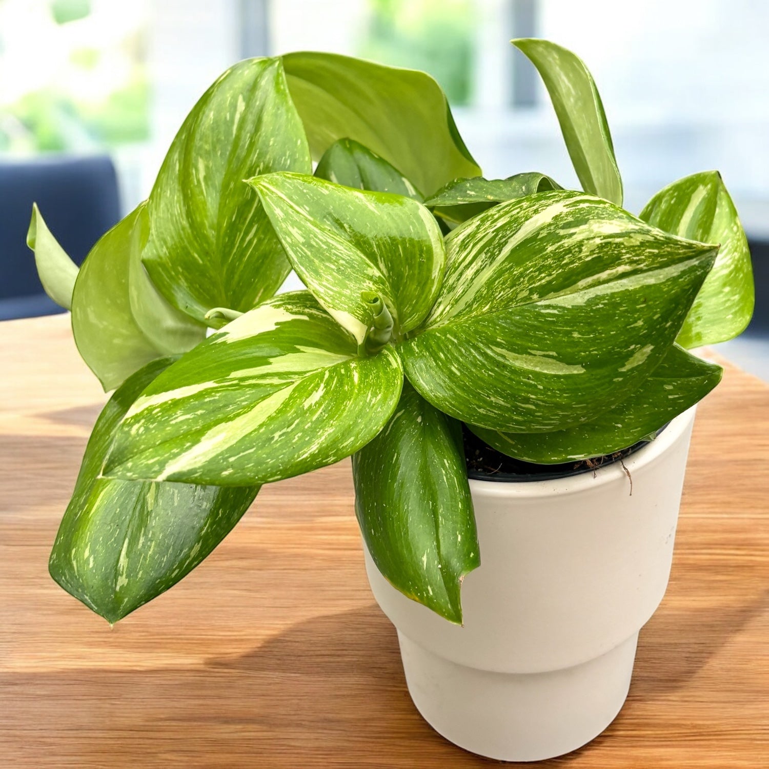 Scindapsus pictus ‘Rubicon’  – frunzis catifelat cu irizatii argintii