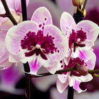 Phalaenopsis Aladdin (Lioulin Hot Lip) *big lip