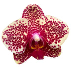 Phalaenopsis OX Červený Sezam