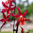 Burrageara Stefan Isler (orhidee rosie)