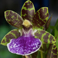 Zygopetalum Titanic - flori parfumate