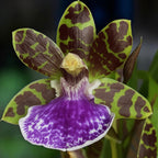 Zygopetalum Titanic - flori parfumate