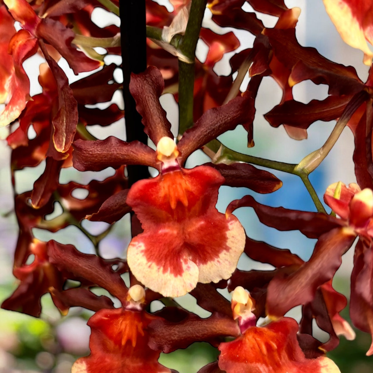 Colmanara Tamiya - duftend