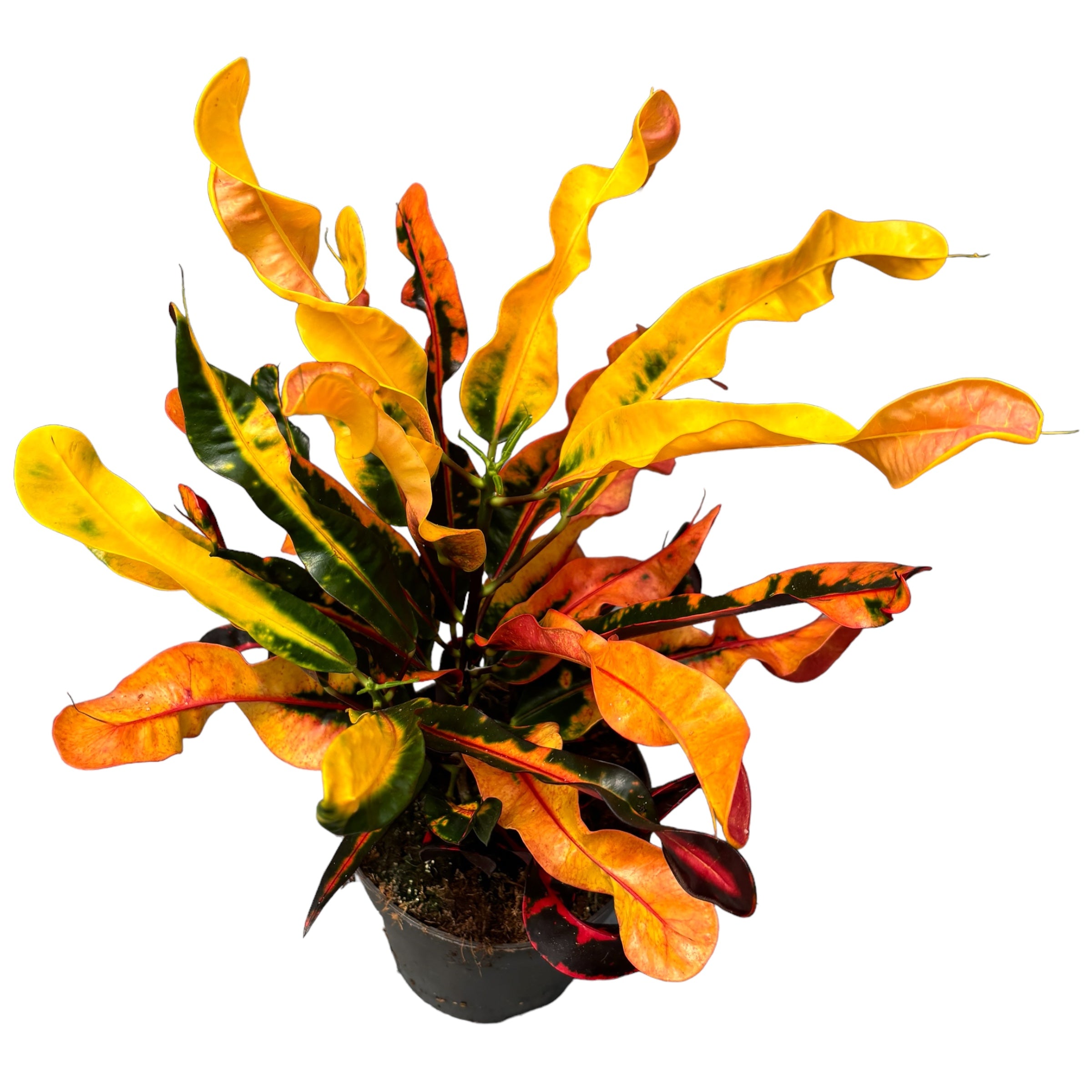 Codiaeum variegatum ‘Mammi’ D17