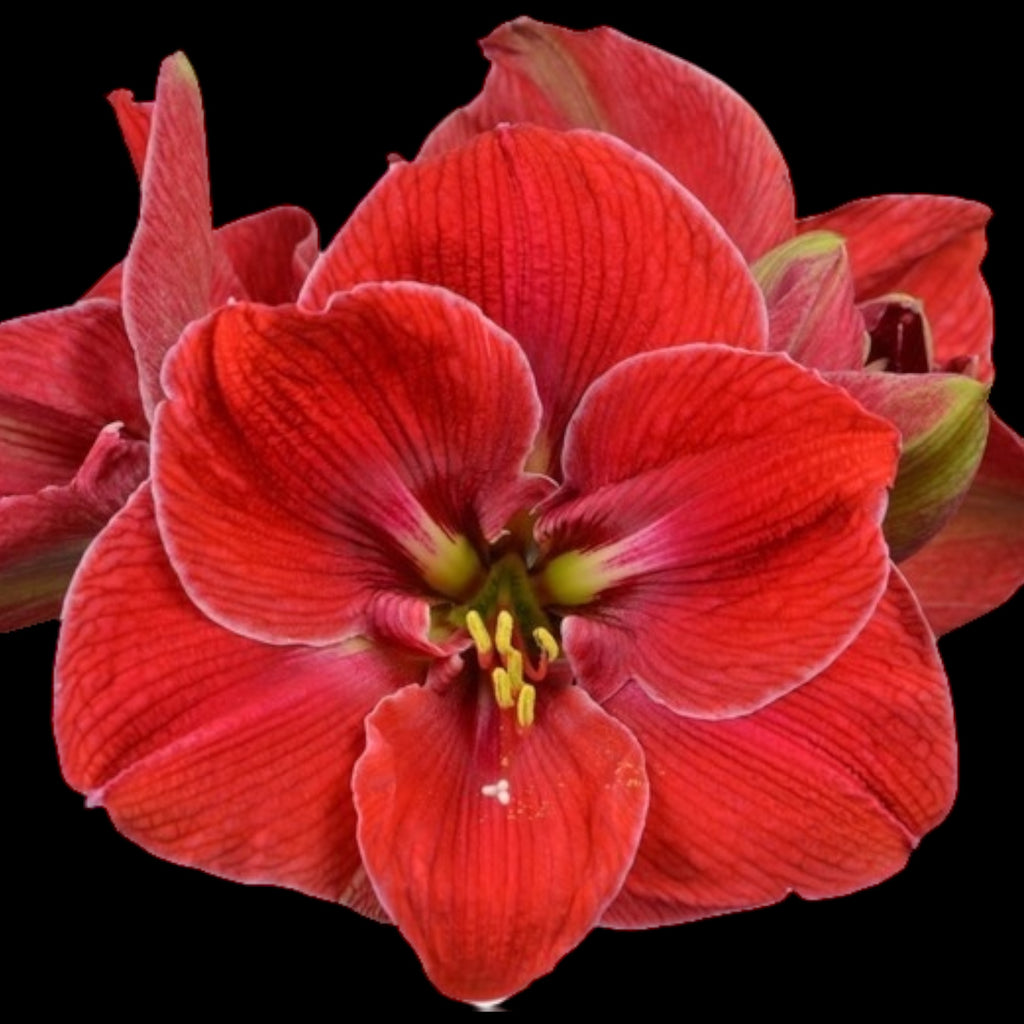 Amaryllis ‘Magical Touch’ – cultivar spectaculos, cu flori rosii catifelate