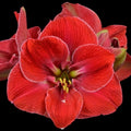 Amaryllis ‘Magical Touch’ – cultivar spectaculos, cu flori rosii catifelate