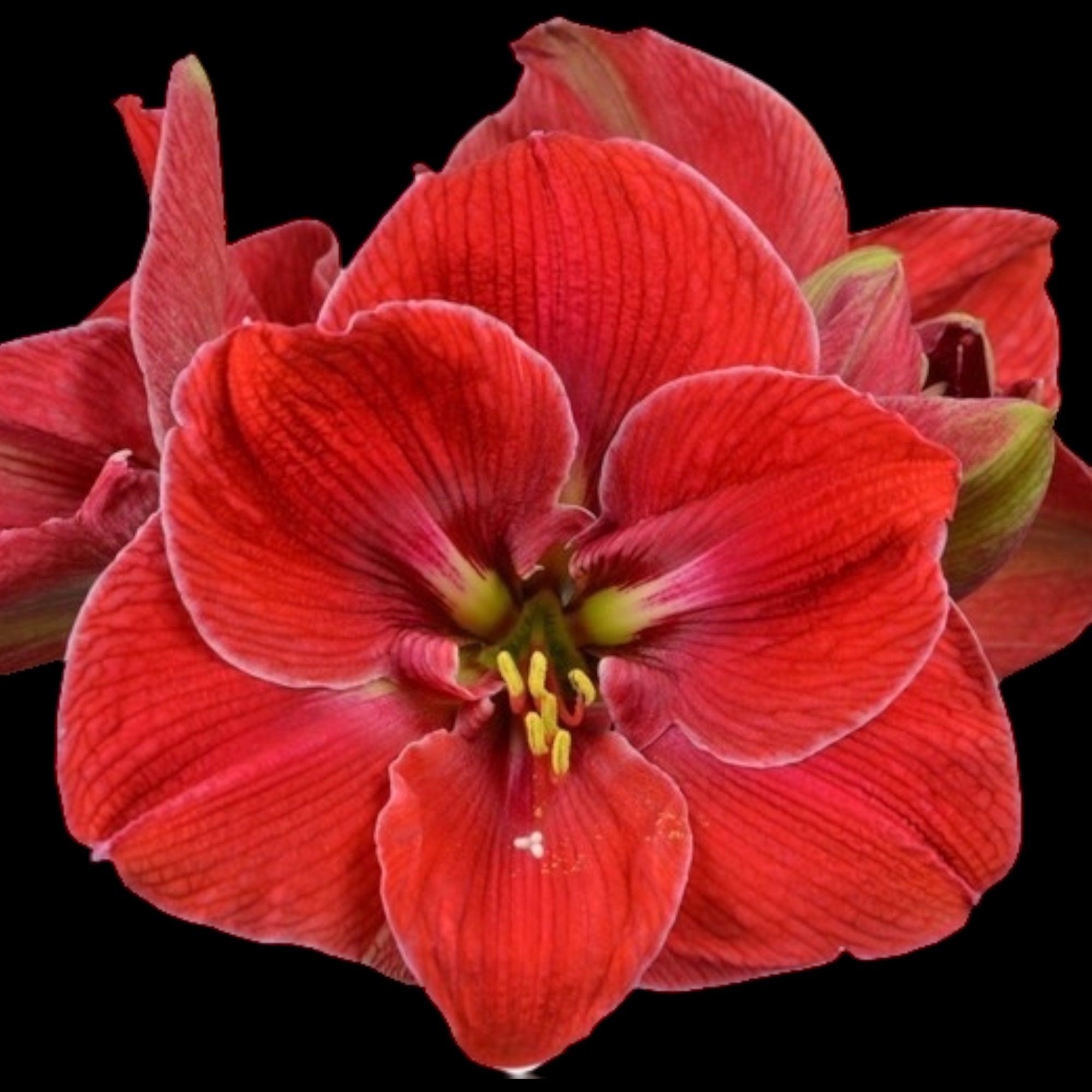 Amaryllis ‘Magical Touch’ – cultivar spectaculos, cu flori rosii catifelate