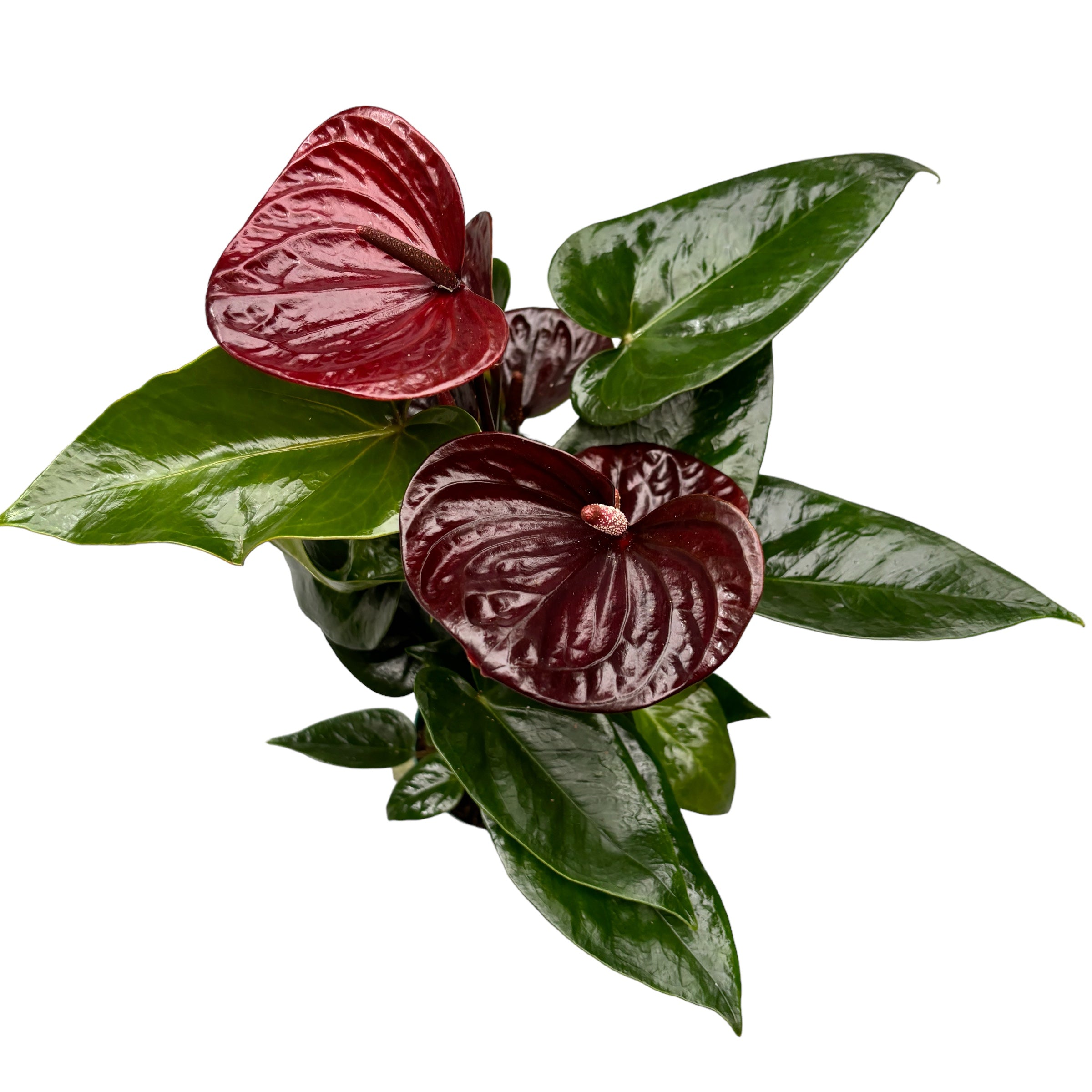 Anthurium 'Essencia'