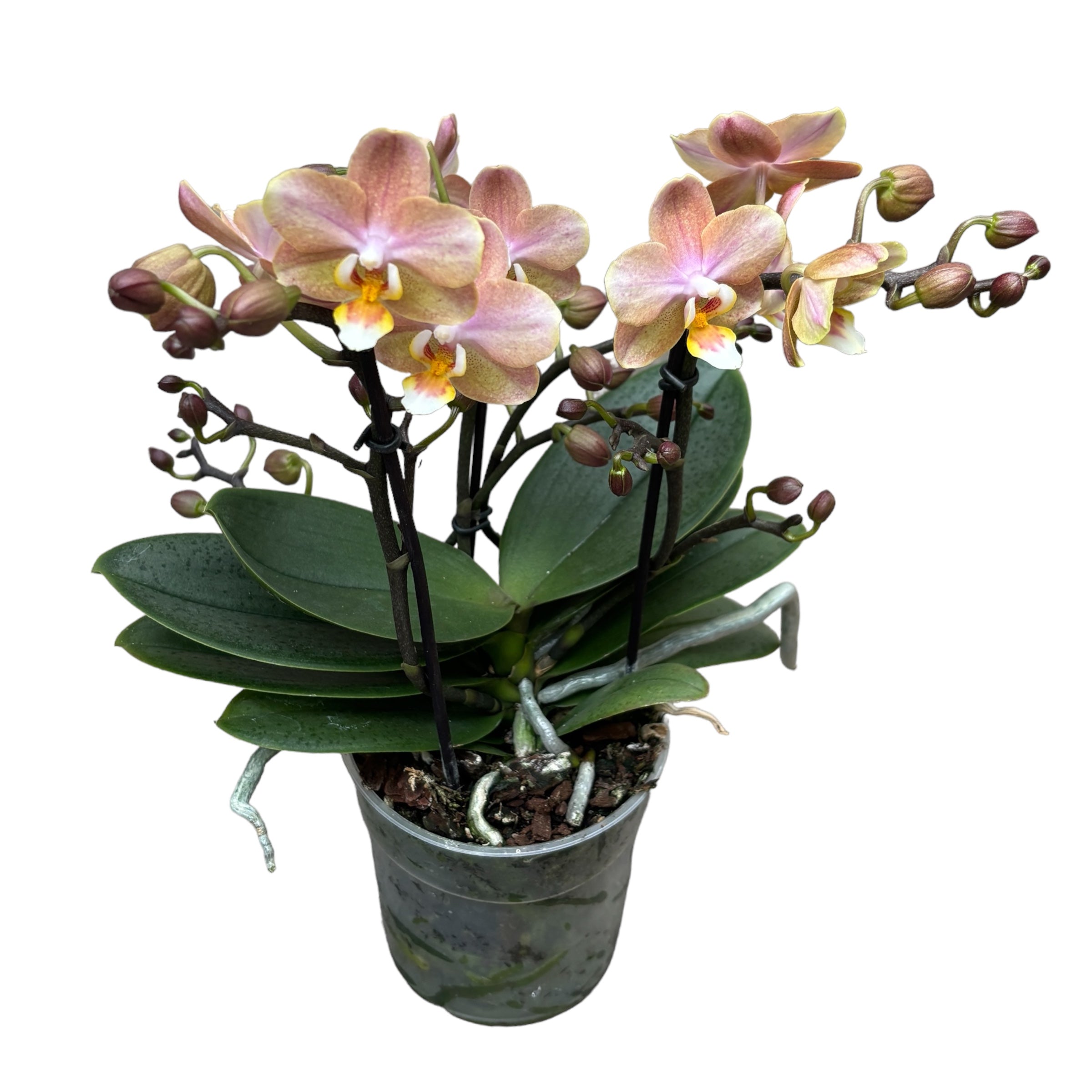 Phalaenopsis Aromio Powdery - flori intens parfumate