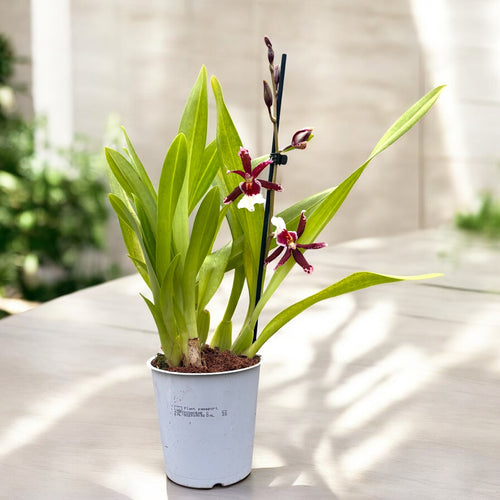 Oncidium Debutante Fredensbog - αρωματικό