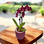 Phalaenopsis Black Aiyah -flori pelorice Butterfly