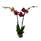 Phalaenopsis Kimono pelorinen - perhonen