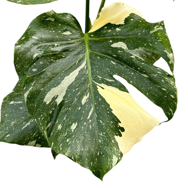 Sternbild Monstera Thai (MTC#06)