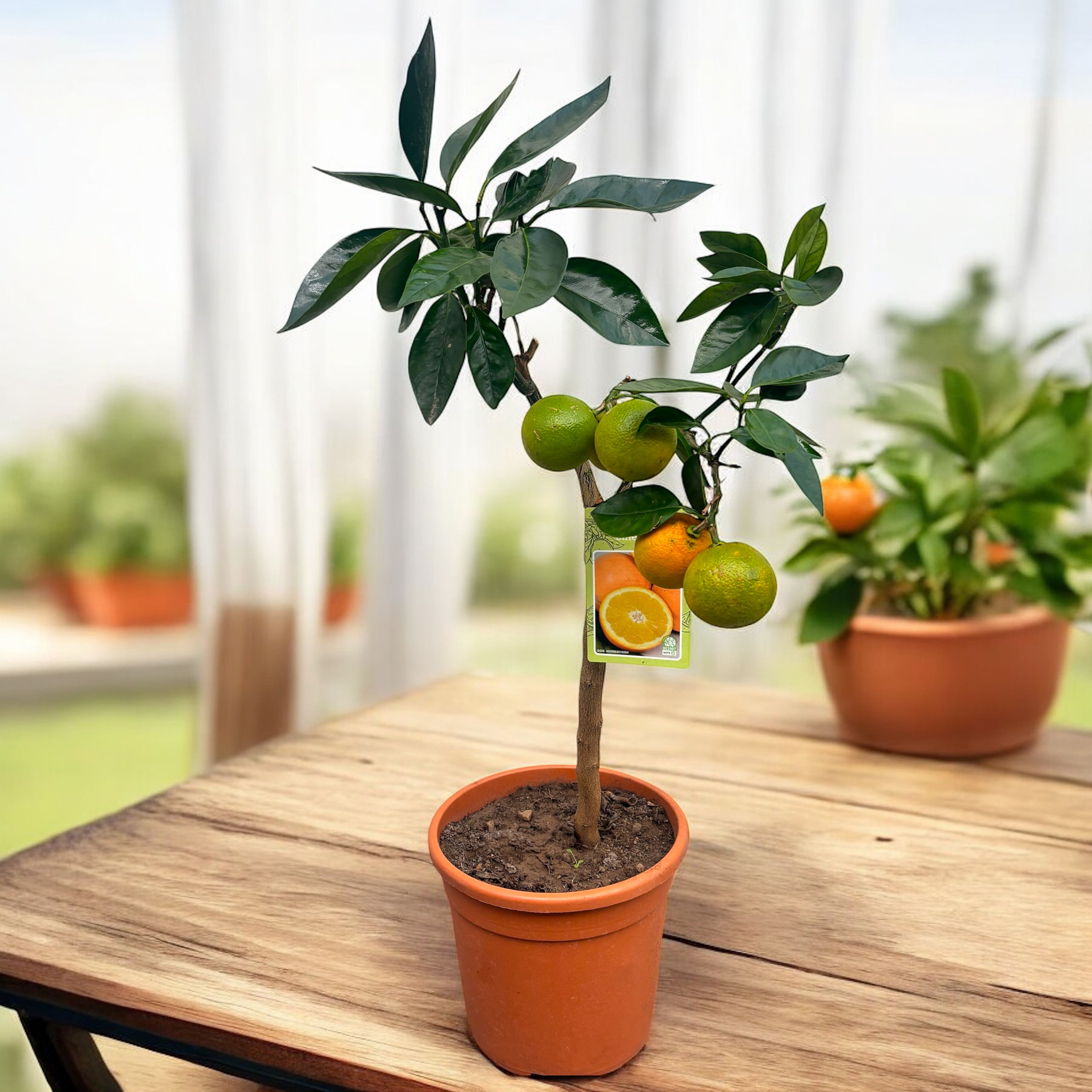 Citrus sinensis 'Arancio' - Portocal in ghiveci