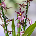 Oncidium (Cyrtocidium) Holm’s Wizard - lajike #09 - voimakkaasti tuoksuvat kukat