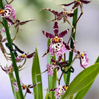 Oncidium (Cyrtocidium) Holm’s Wizard - lajike #09 - voimakkaasti tuoksuvat kukat