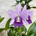 Ctt. Final Blue 'Royal Purple' (Ctt. Blue Dynasty × C. walkeriana) intens parfumata