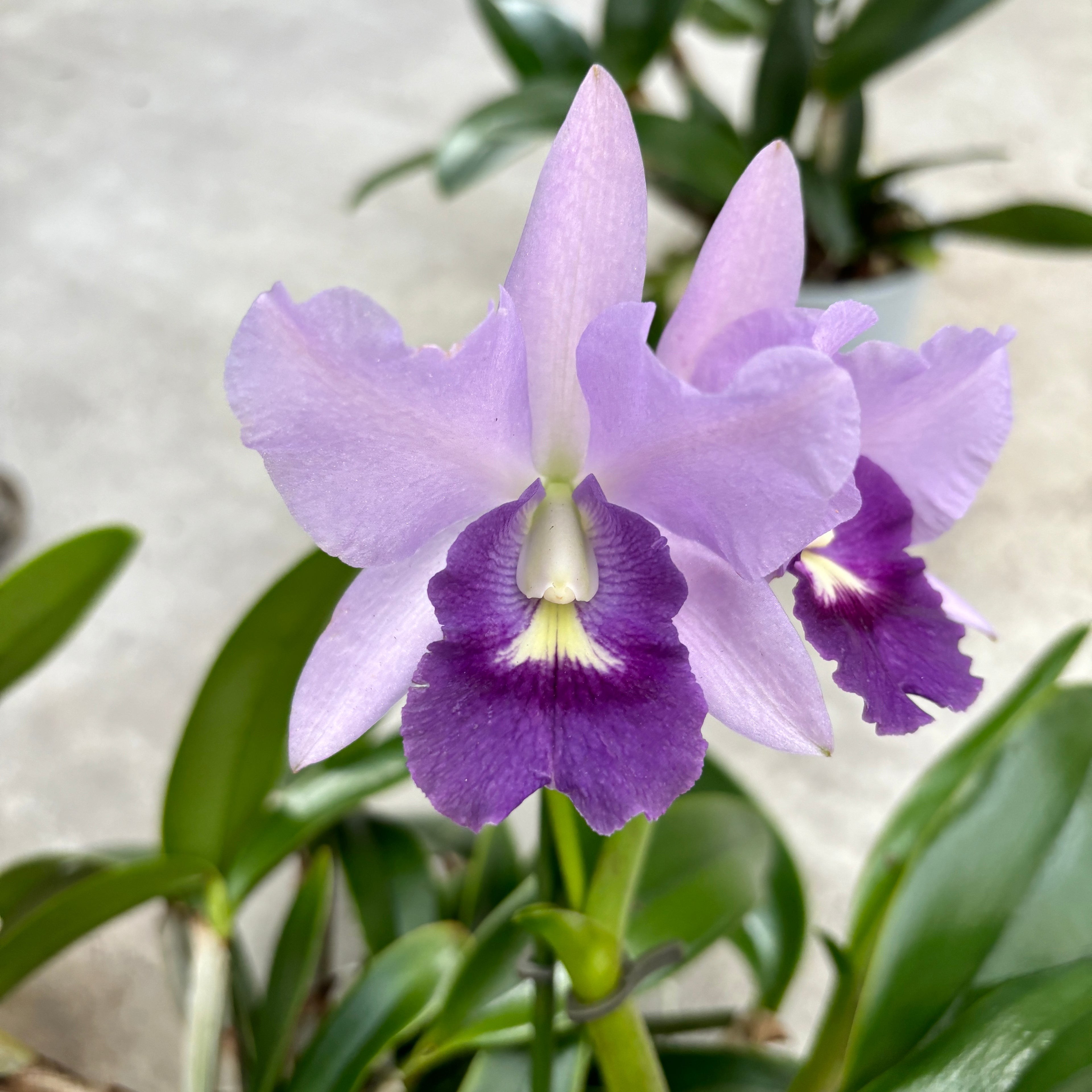 Ctt. Final Blue 'Royal Purple' (Ctt. Blue Dynasty × C. walkeriana) intensamente profumata