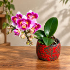Phalaenopsis Lioulin Grape (peloric)