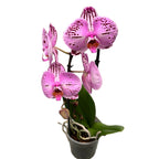 Phalaenopsis Cassie (flori XL)
