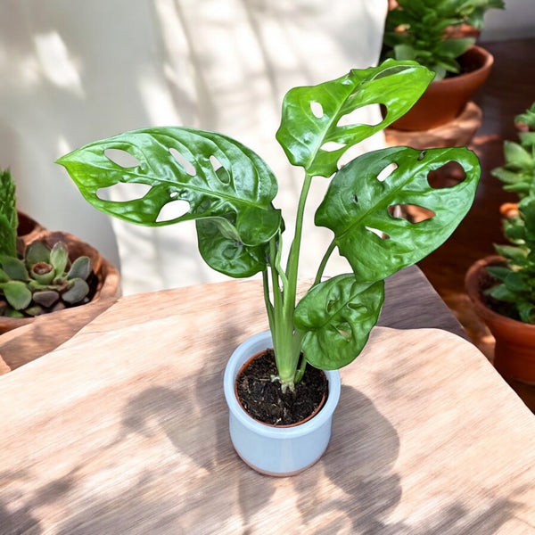 Monstera Adansonii (babyplant) - Philodendron Monkey Mask