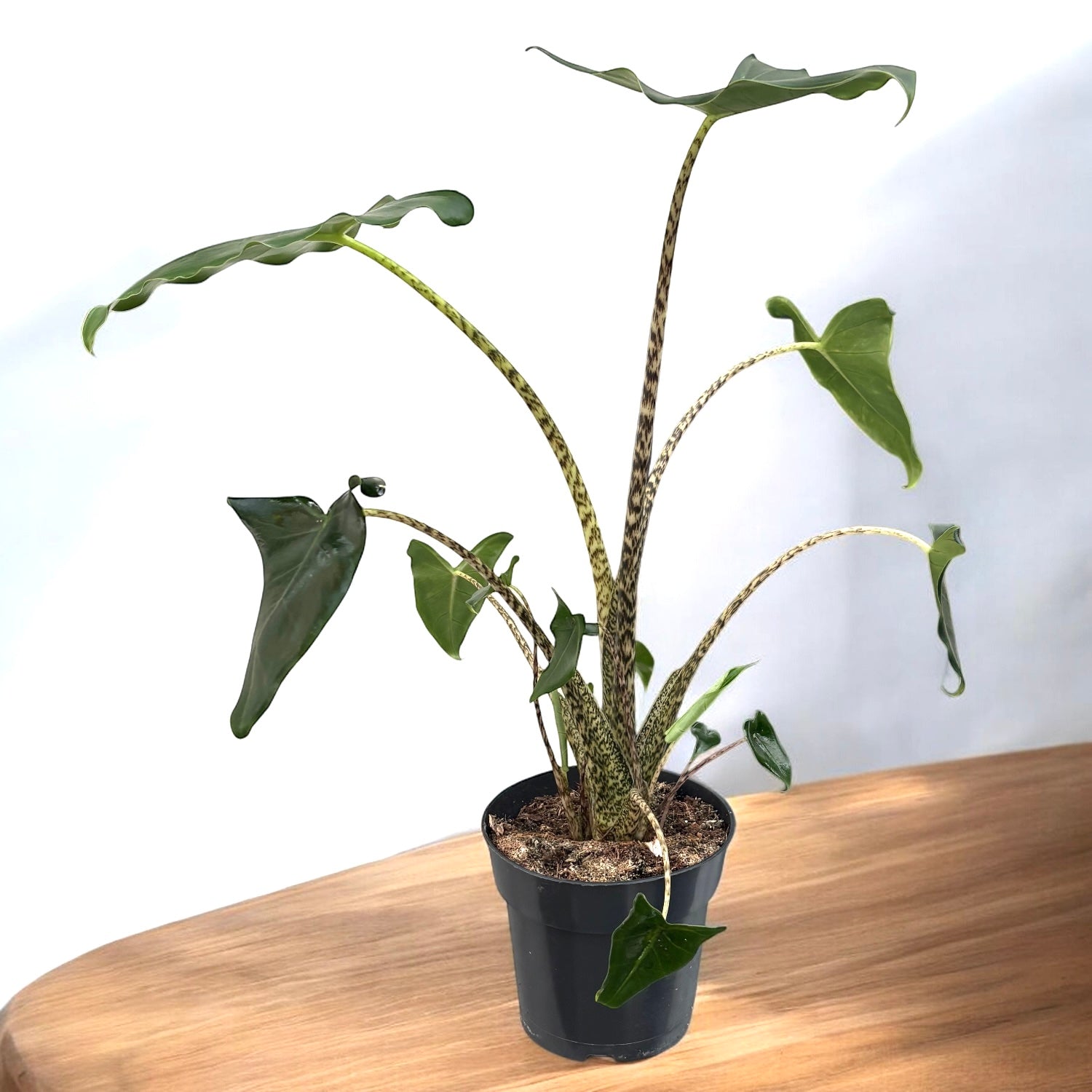 Alocasia zebrina 'Siberian Tiger'