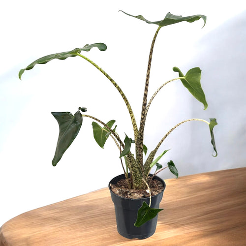 Alocasia zebrina 'Sibirischer Tiger' – Secret Garden Plant Shop