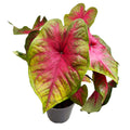 Caladium 'Lemon Blush'