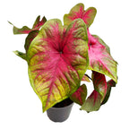 Caladium 'Lemon Blush' XL – spektakulär caladium med limegröna blad