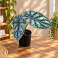 Alocasia baginda 'Dragon Scale' младо растение - Алоказия с текстурирани листа, наподобяващи люспи