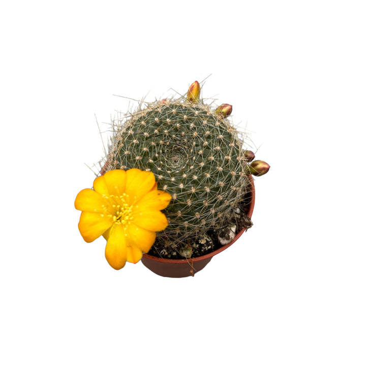 Rebutia fabrisii