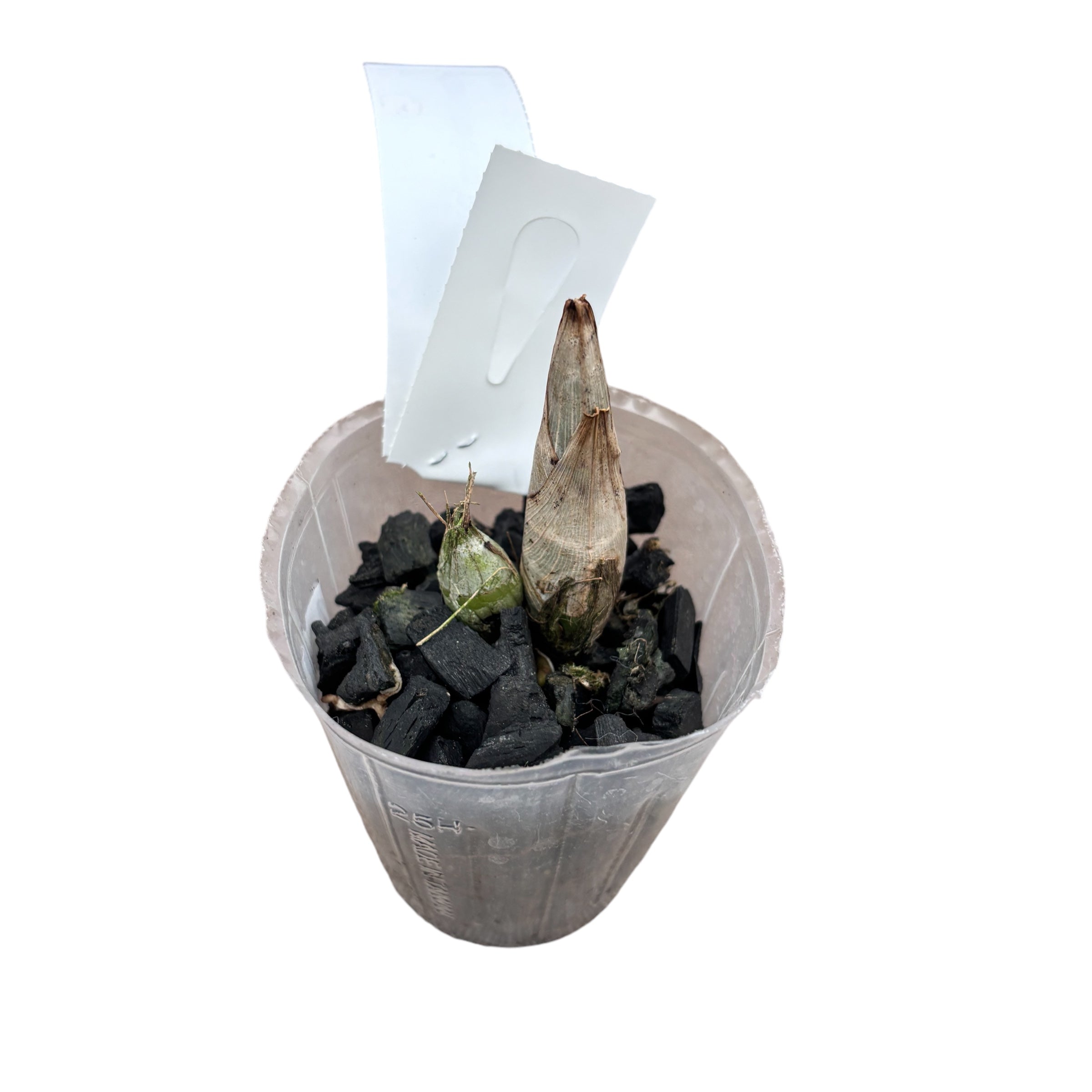 Catasandra Jumbo Express 'Goldener Elf' BM/TOGA